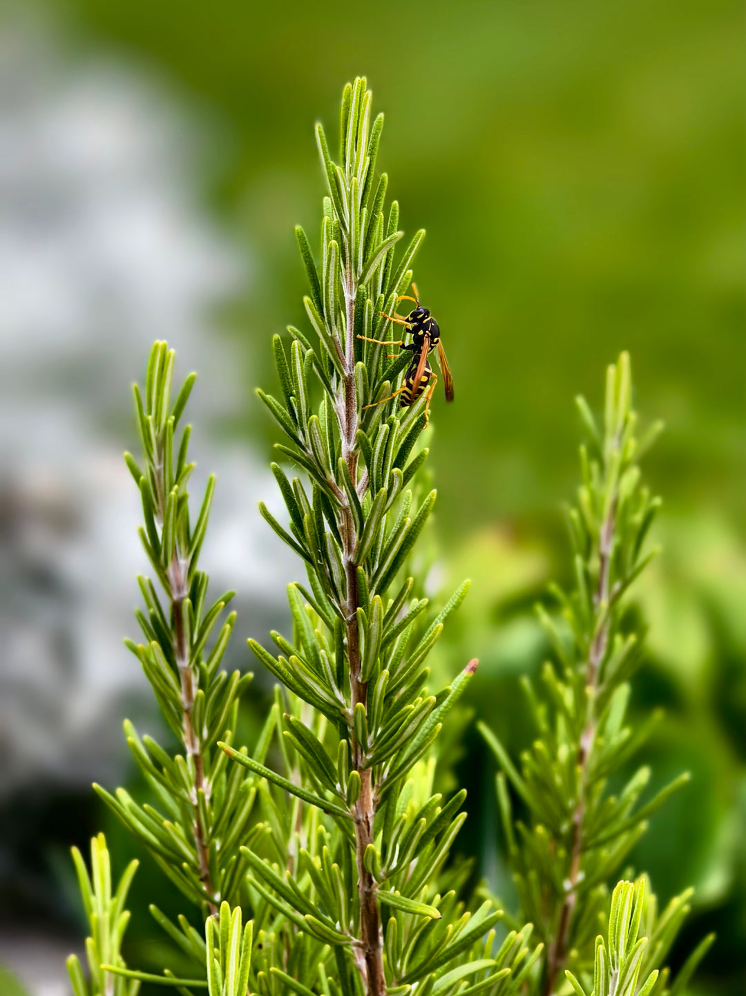 Erlebnisführungen Natur erleben.– Bio-Kosmetik aus eigener Herstellung