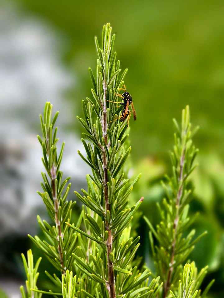 Erlebnisführungen Natur erleben.– Bio-Kosmetik aus eigener Herstellung