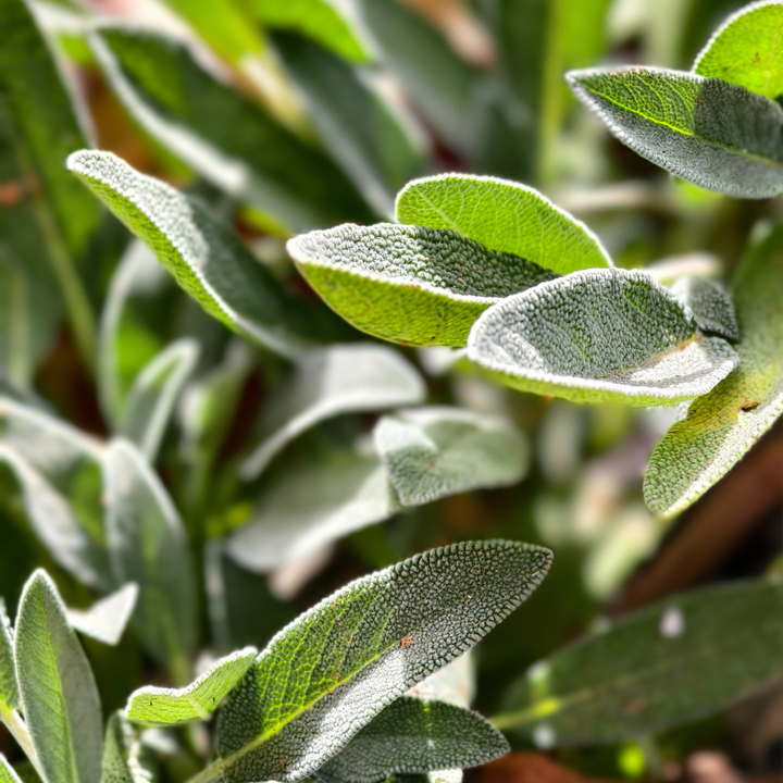 Erlebnisführungen Natur erleben.– Bio-Kosmetik aus eigener Herstellung